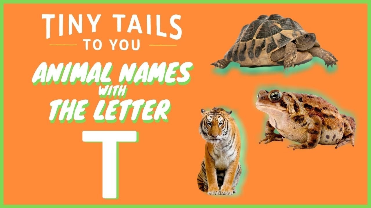 Animals That Start With T Learn Animal Names For kids And toddlers Tiny Tails To You YouTube