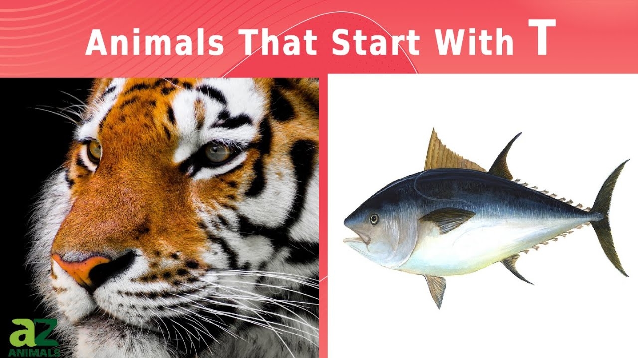 what animal starts with t what animal starts with t