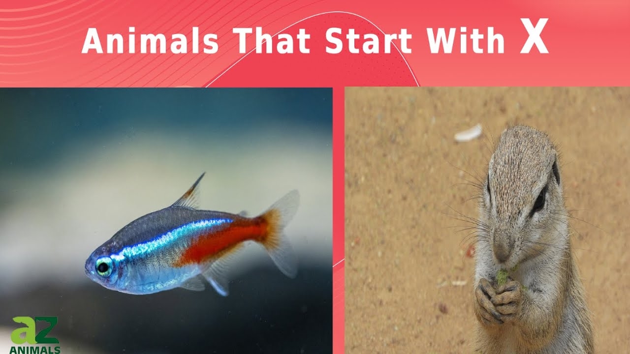 animal that name starts with x