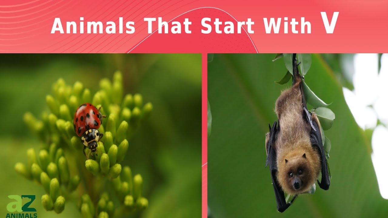 animals beginning with v