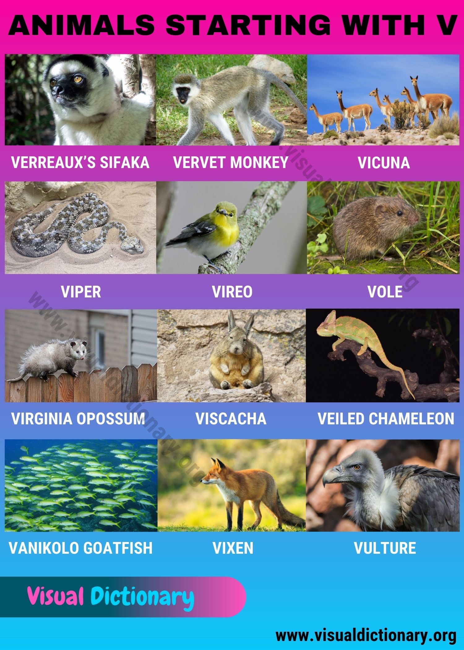animal that start with v animal that start with v