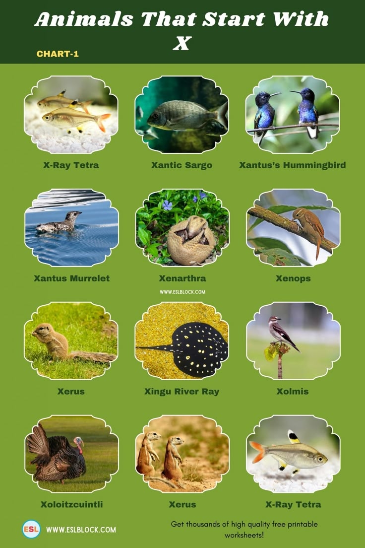 Animals That Start With X Animals That Start With X