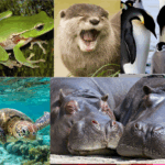 Animals That Thrive On Land And Water Top 10 Creatures