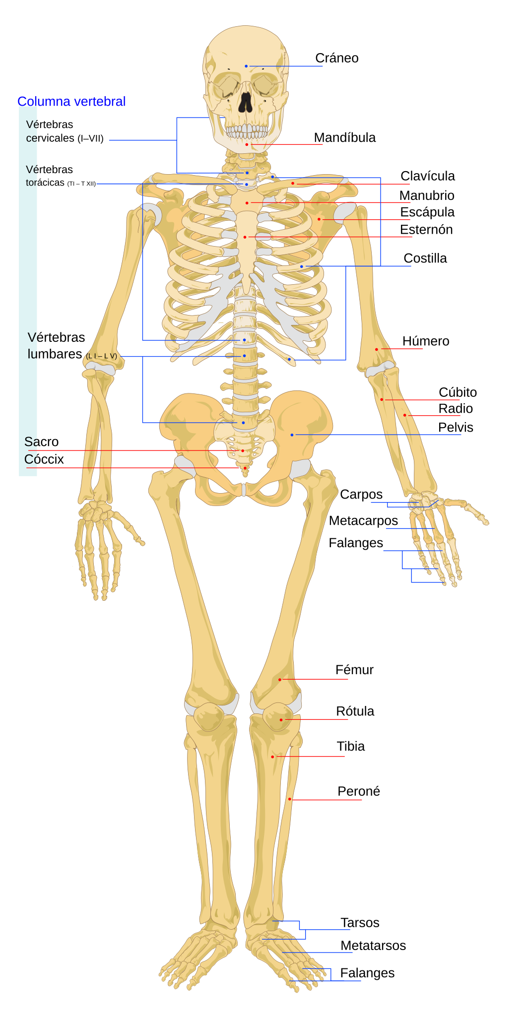 Archivo Human Skeleton Front Es svg Wikipedia La Enciclopedia Libre Archivo Human Skeleton Front Es svg Wikipedia La Enciclopedia Libre
