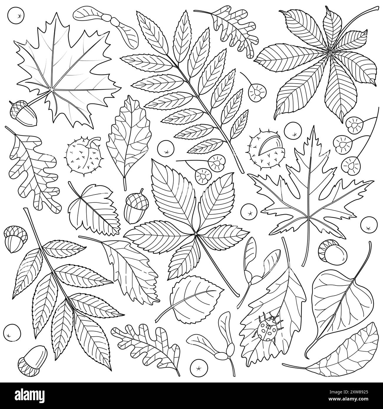 Autumn Falling Leaves And Seeds Chestnut Rowan Aspen Oak Maple Doodle Style Hand Drawn Black And White Isolated Autumn Leaves Coloring Page Art Therapy For Children And Adults Stock Vector Image 