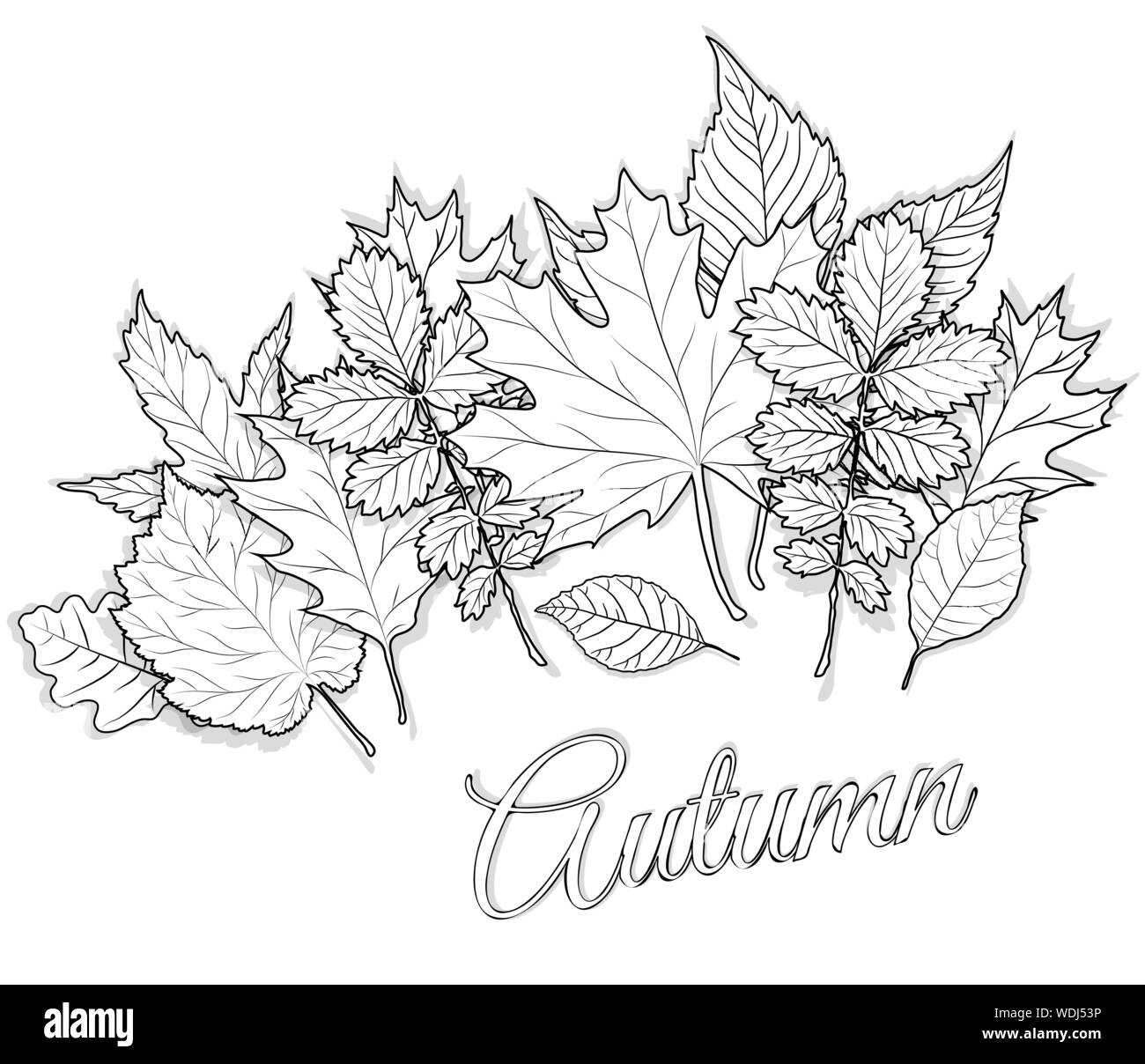 Autumn Leaves Set For Coloring Page Vector Stock Vector Image Art Alamy