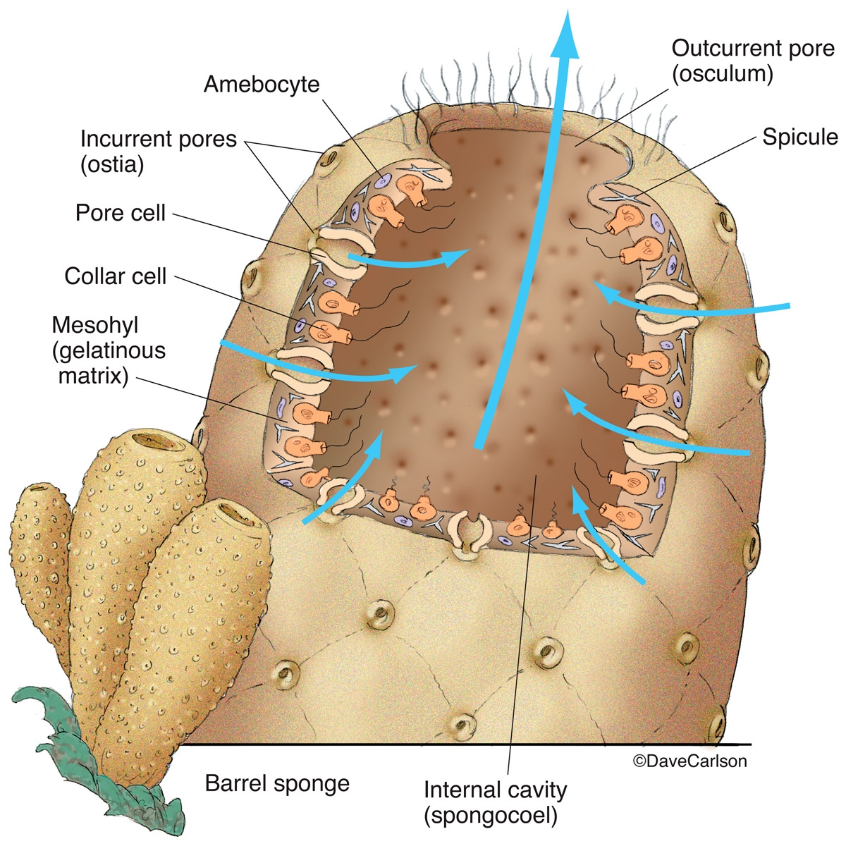 Barrel Sponge Phylum Porifera Carlson Stock Art Barrel Sponge Phylum Porifera Carlson Stock Art