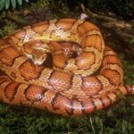 Belly Up Why Do Some Snakes Have Elaborate Belly Patterns National Geographic