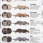 Bengal Cat Colors Royal Bengal Cattery Bengal Cats And Kittens