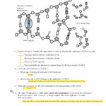 Biology 1 Final Exam Review DNA Structure Replication Model Studocu