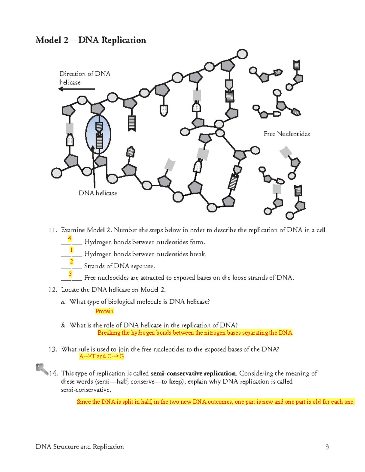 Biology 1 Final Exam Review DNA Structure Replication Model Studocu