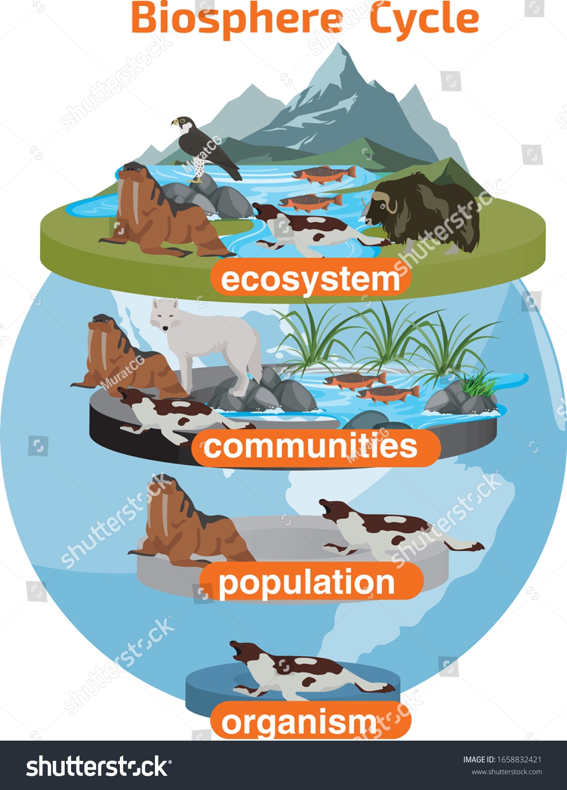 Biosphere Cycle Cycle Ecosystem Communities Population Stock Vector Royalty Free 1658832421 Shutterstock Biosphere Cycle Cycle Ecosystem Communities Population Stock Vector Royalty Free 1658832421 Shutterstock