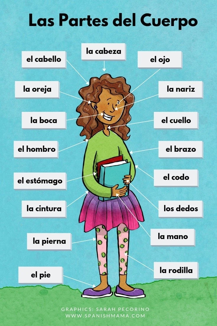 body parts in spanish worksheet body parts in spanish worksheet