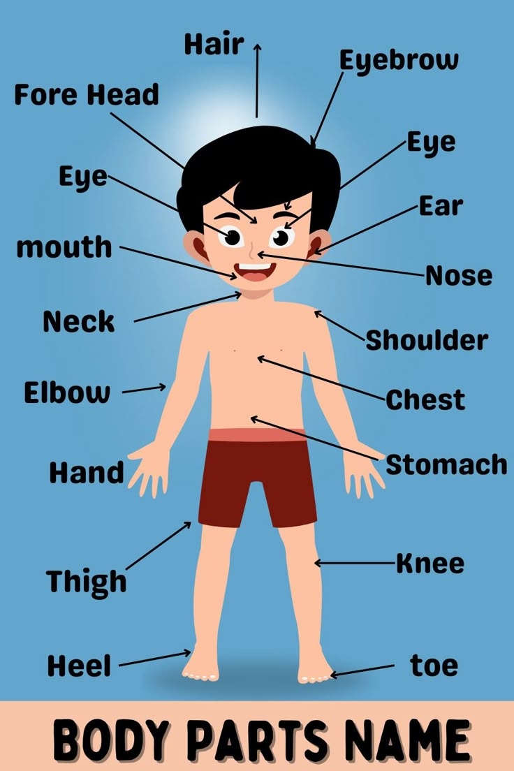 name the parts of body name the parts of body