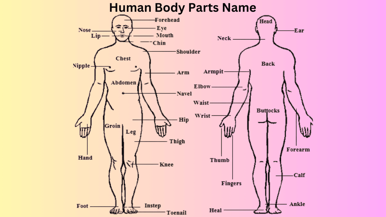 Body Parts Name In English And Hindi With Picture Body Parts Name In English And Hindi With Picture