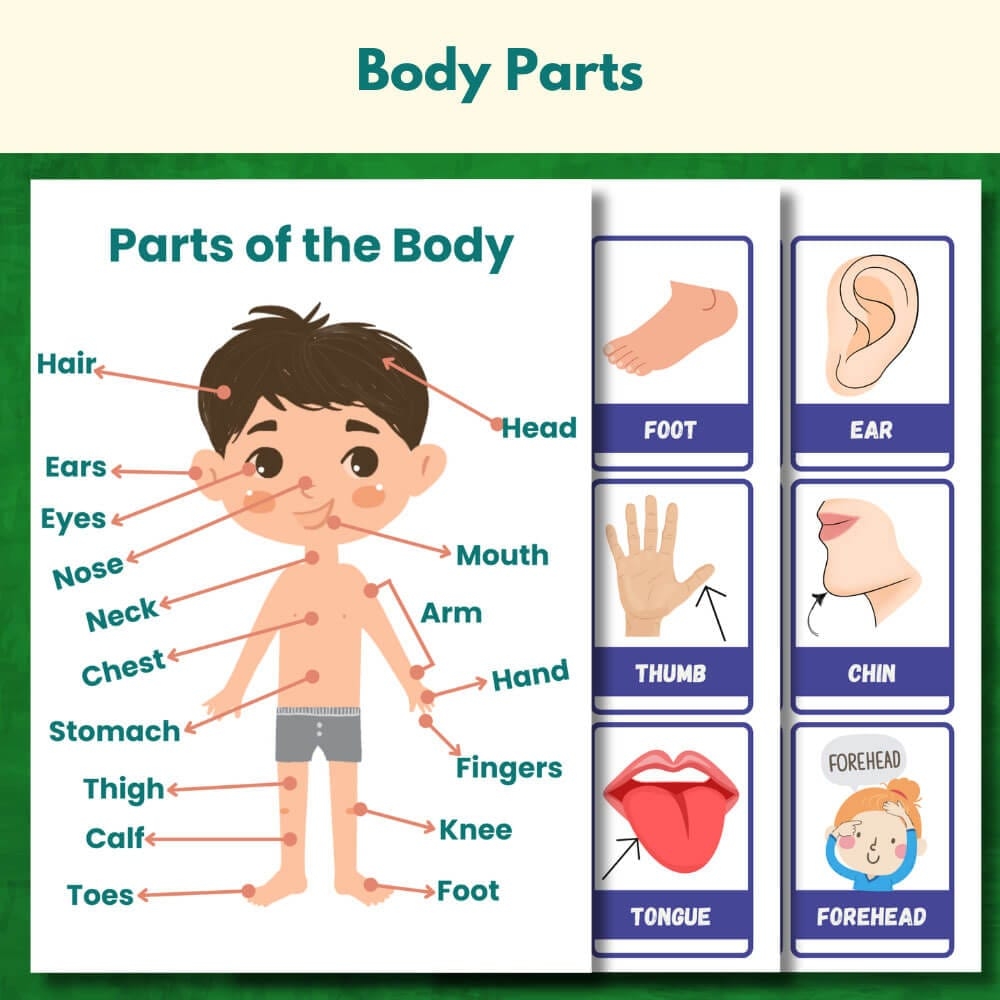Body Parts Name Worksheets For Kids Learn Label Pages Body Parts Name Worksheets For Kids Learn Label Pages