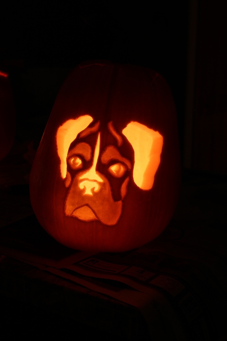 Boxer Pumpkin 