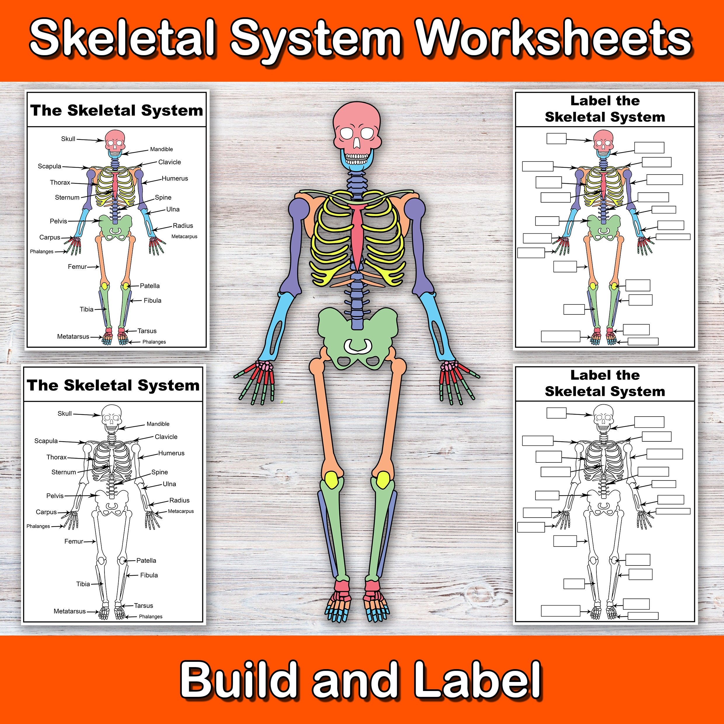 Build And Label The Skeletal System Anatomy Worksheets Biology Worksheets Activities For Nursing Students Biology Revision Etsy