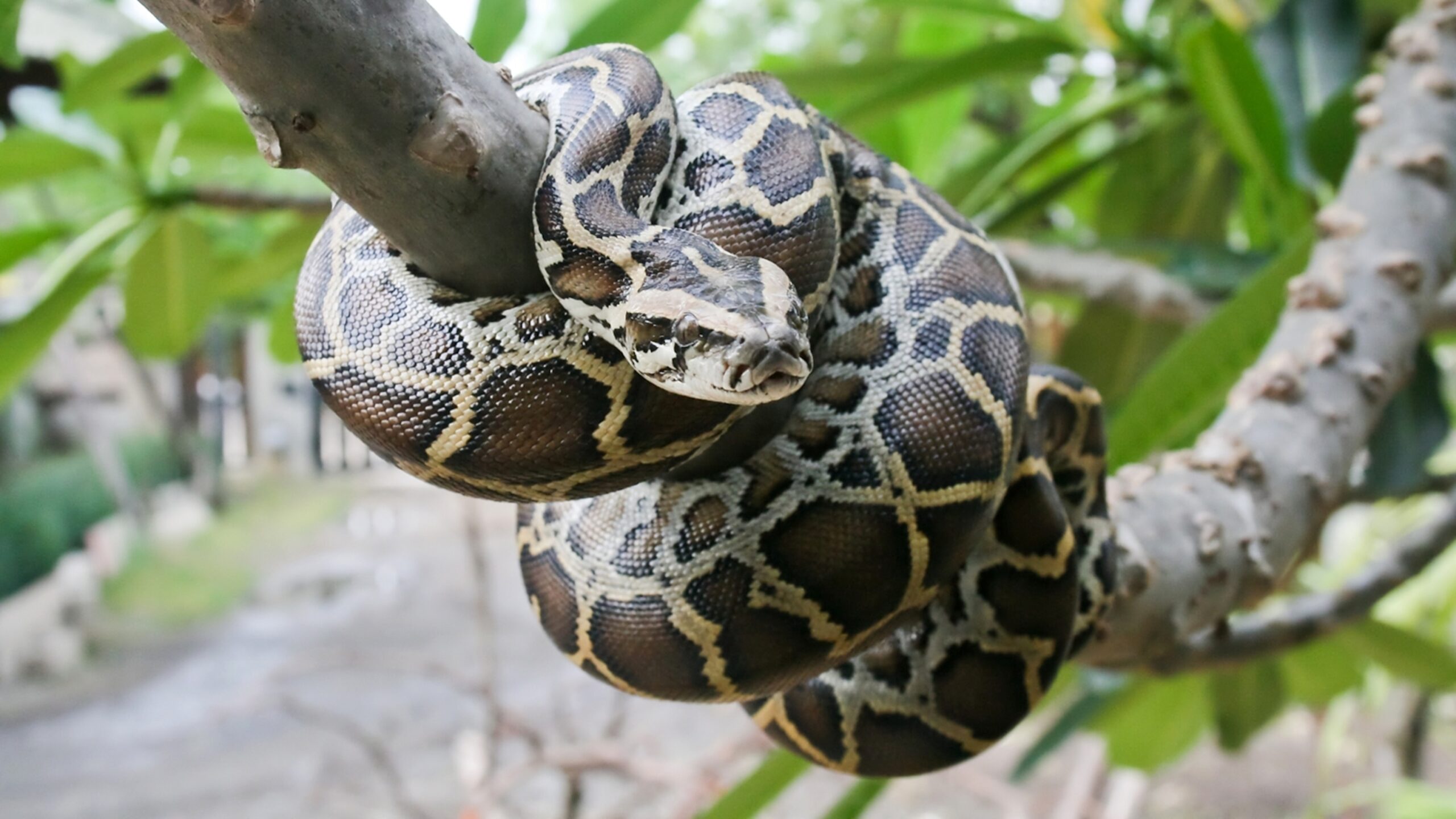 Burmese Python National Geographic Kids Burmese Python National Geographic Kids