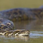 Burmese Pythons Are Eating Everything In The Grand View Outdoors