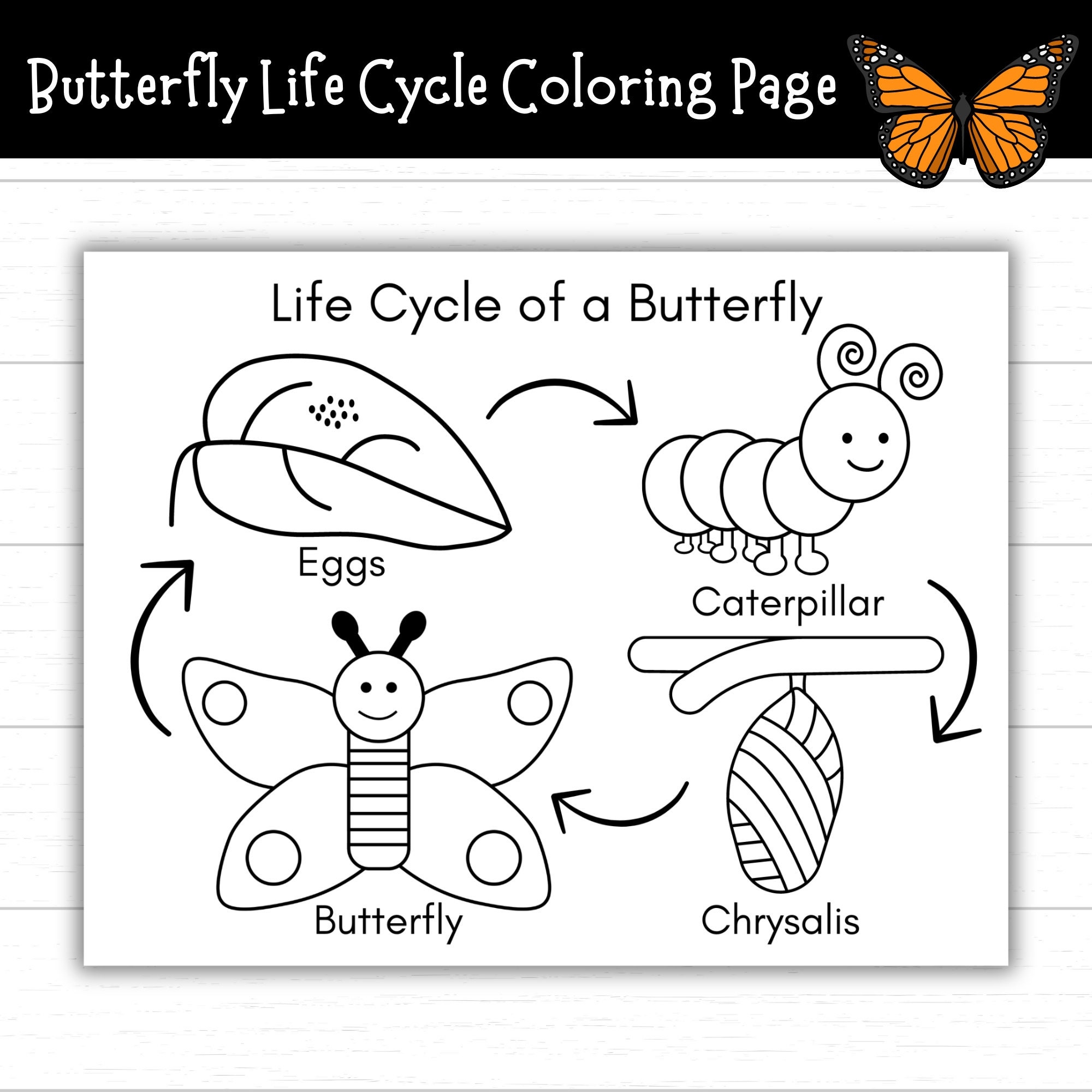 Butterfly Life Cycle Coloring Page Printable Life Cycle Of A Butterfly Activities Life Cycles Butterfly Activities Monarch Etsy UK