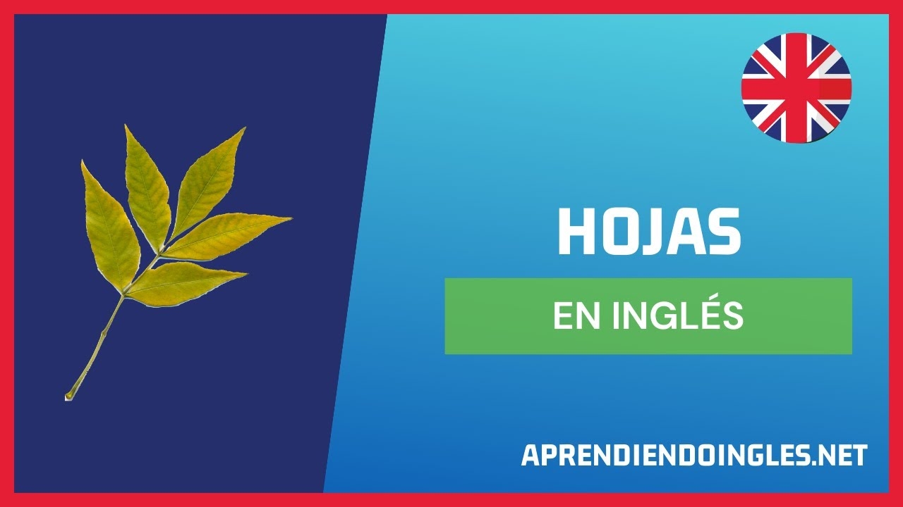  C MO Se Dice HOJAS En INGL S 2023 APRENDE A ESCRIBIR LEAVES PRONUNCIACI N HOJAS EN INGLES 2024 YouTube