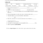 Carbon Cycle Worksheet Kathryn Todero Library Formative