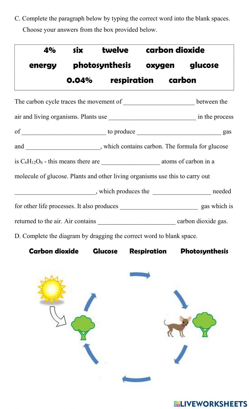 the carbon cycle worksheet