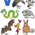 Cartoon Animal Characters For Letter V Royalty Free Vector
