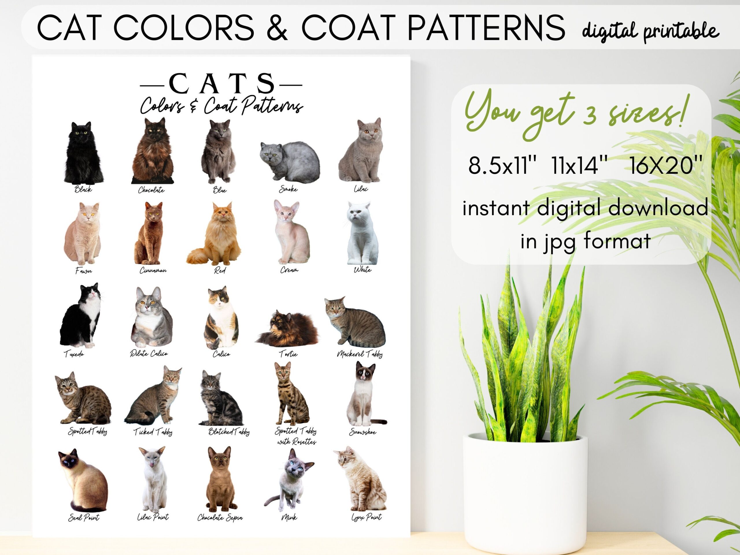 Cat Colors Coat Patterns Poster kitty Breed Markings Identification kitten Type Id cat Lover Print veterinary Office Decor kids Room Wall Etsy Cat Colors Coat Patterns Poster kitty Breed Markings Identification kitten Type Id cat Lover Print veterinary Office Decor kids Room Wall Etsy