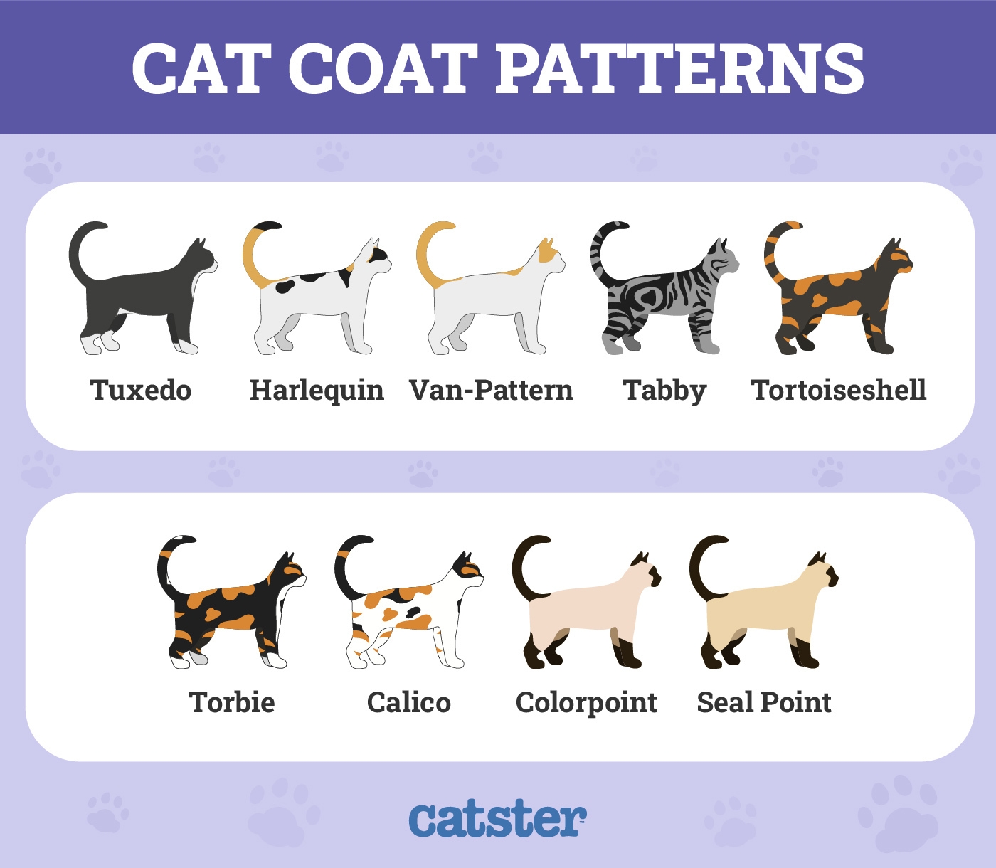Cat Colors Facts Behind Different Coat Types Patterns Catster Cat Colors Facts Behind Different Coat Types Patterns Catster