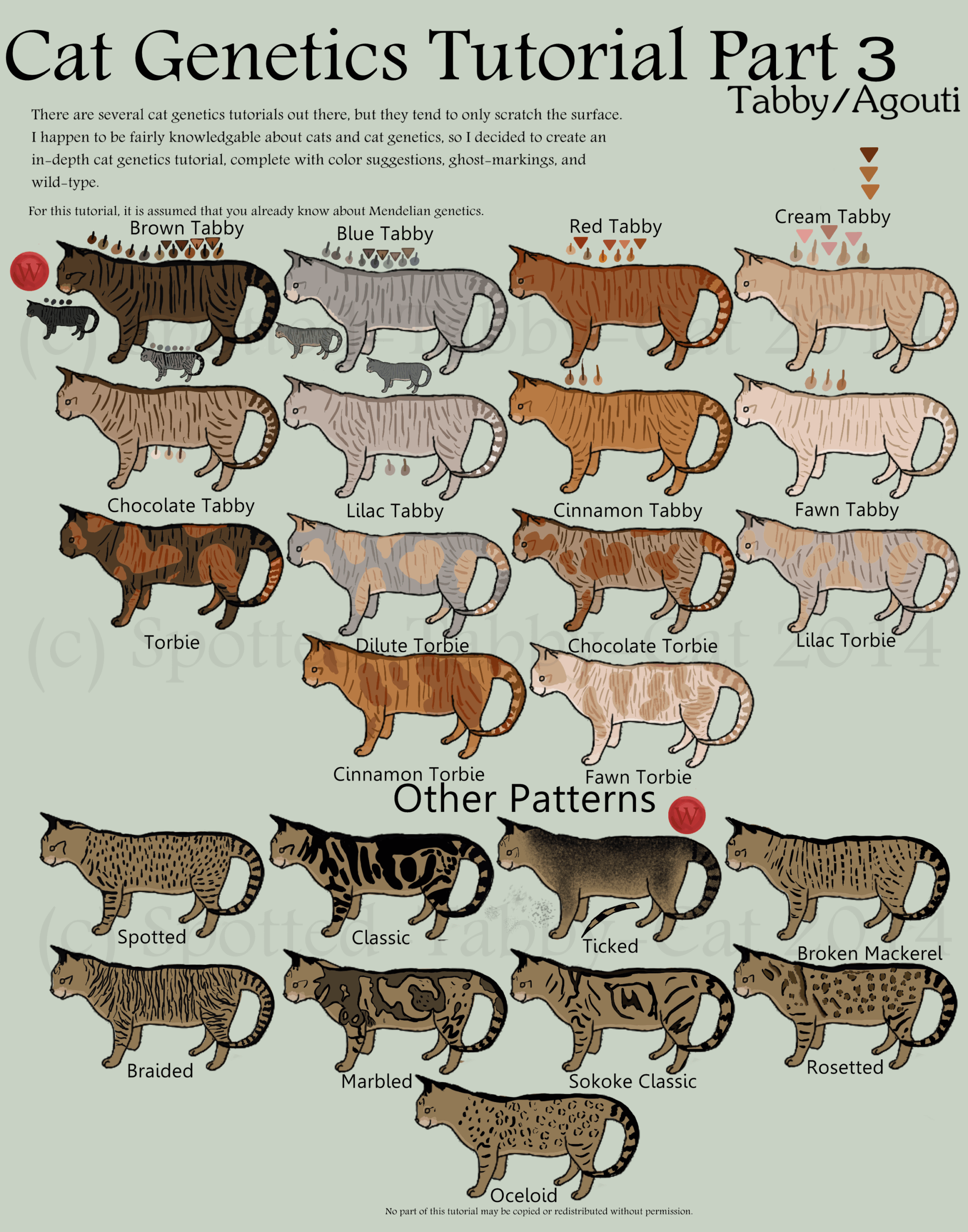 tabby cat colors and patterns tabby cat colors and patterns