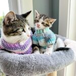 Cat Sweater Crochet Pattern MJ s Off The Hook Designs