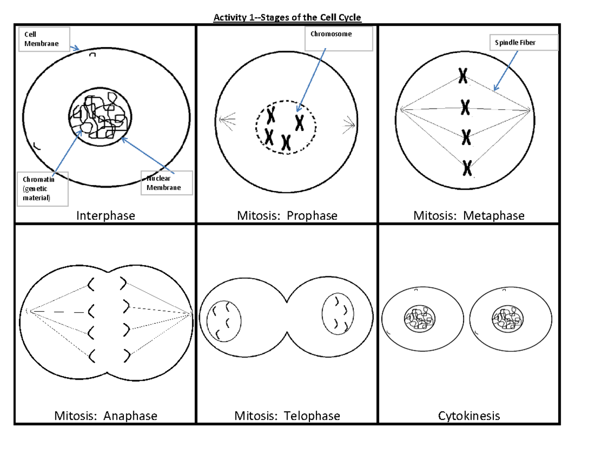 Cell Cycle Mitosis Activities Worksheet Group Project Studocu Cell Cycle Mitosis Activities Worksheet Group Project Studocu