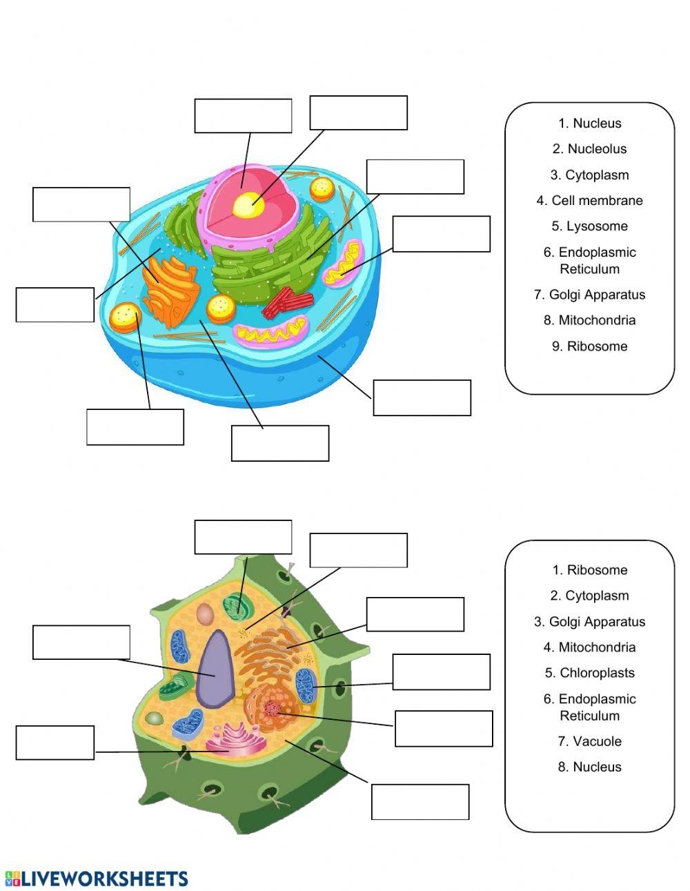 Cell Organelles Activity Live Worksheets Worksheets Library
