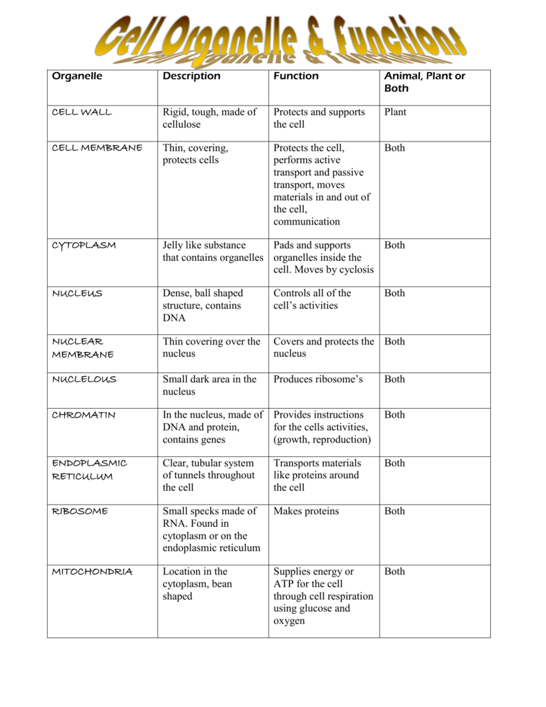 Cell Organelles Functions Worksheet