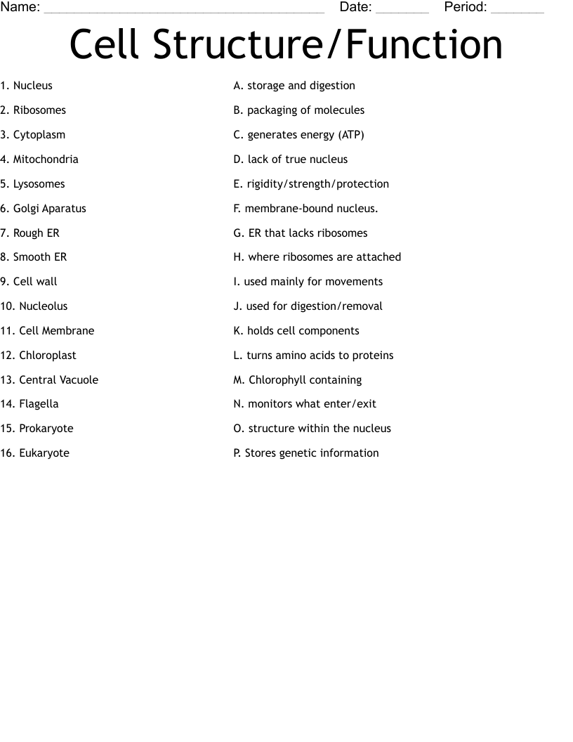 Cell Structure Function Worksheet WordMint