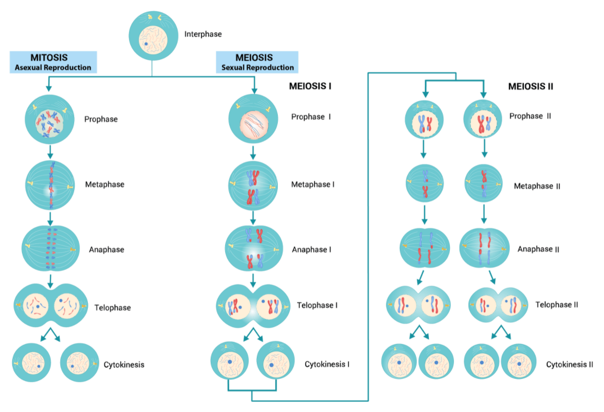Cellular Division Mitosis And Meiosis Video Fact Sheet Cellular Division Mitosis And Meiosis Video Fact Sheet
