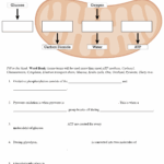Cellular Respiration Worksheets Teaching Resources