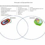 Ch 1 Prokaryotic Vs Eukaryotic Cells Worksheet Studocu