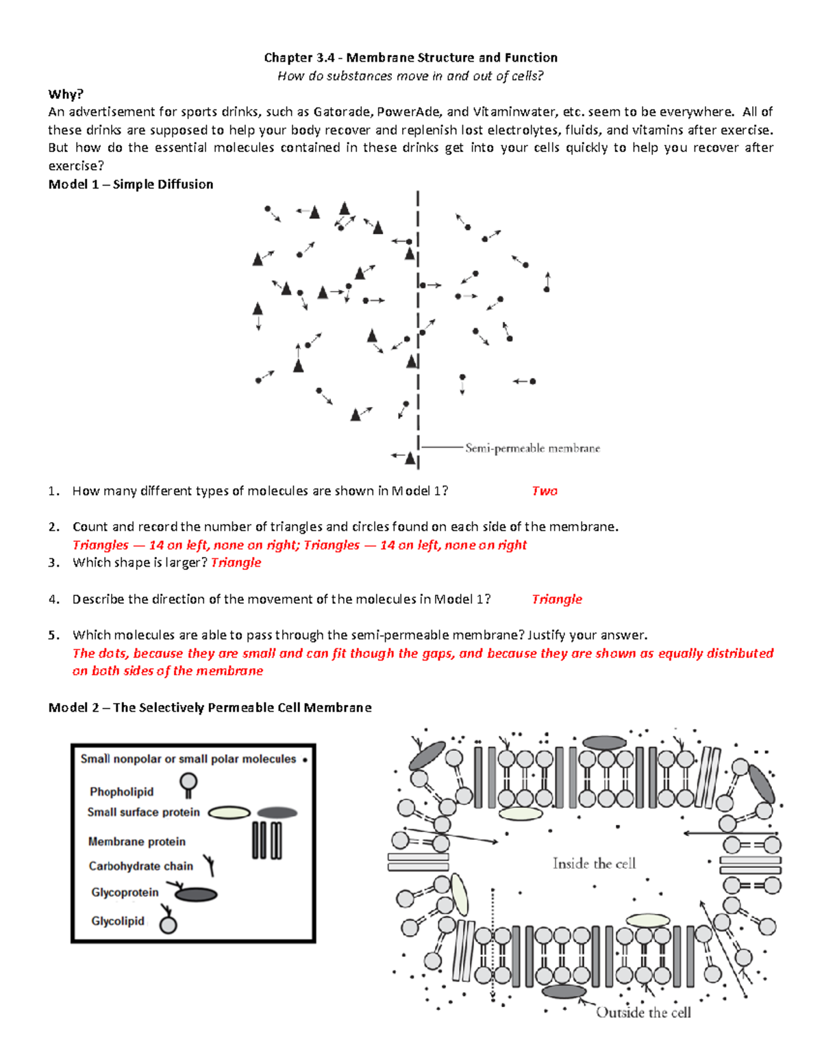 Chapter 3 4 Membrane Structure And Function How Do Chapter 3 Membrane Structure And Function How Studocu