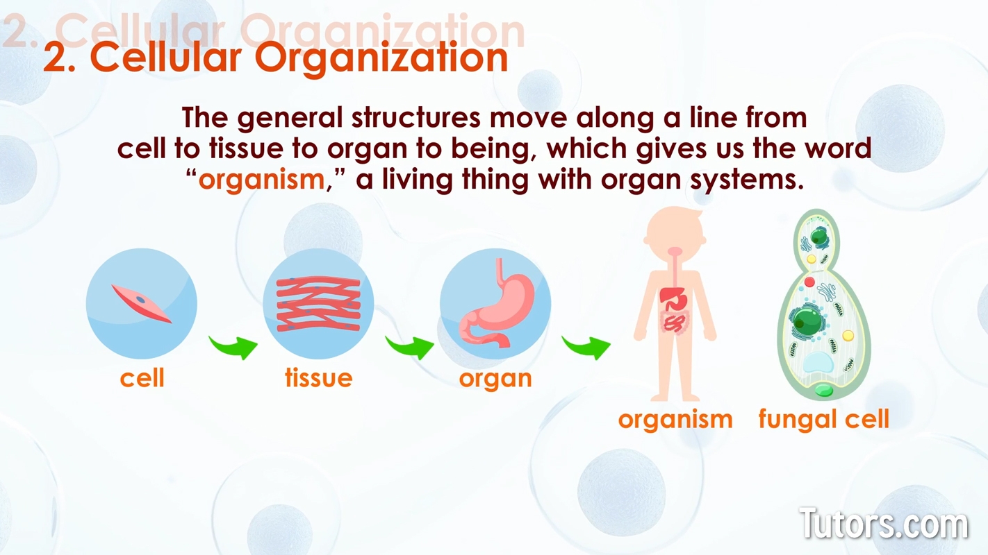 organization of living things