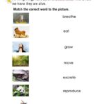 Characteristics Of Living Things Worksheet Live Worksheets Worksheets Library