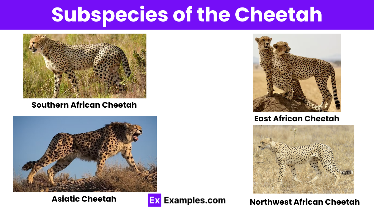 a cheetah's life cycle