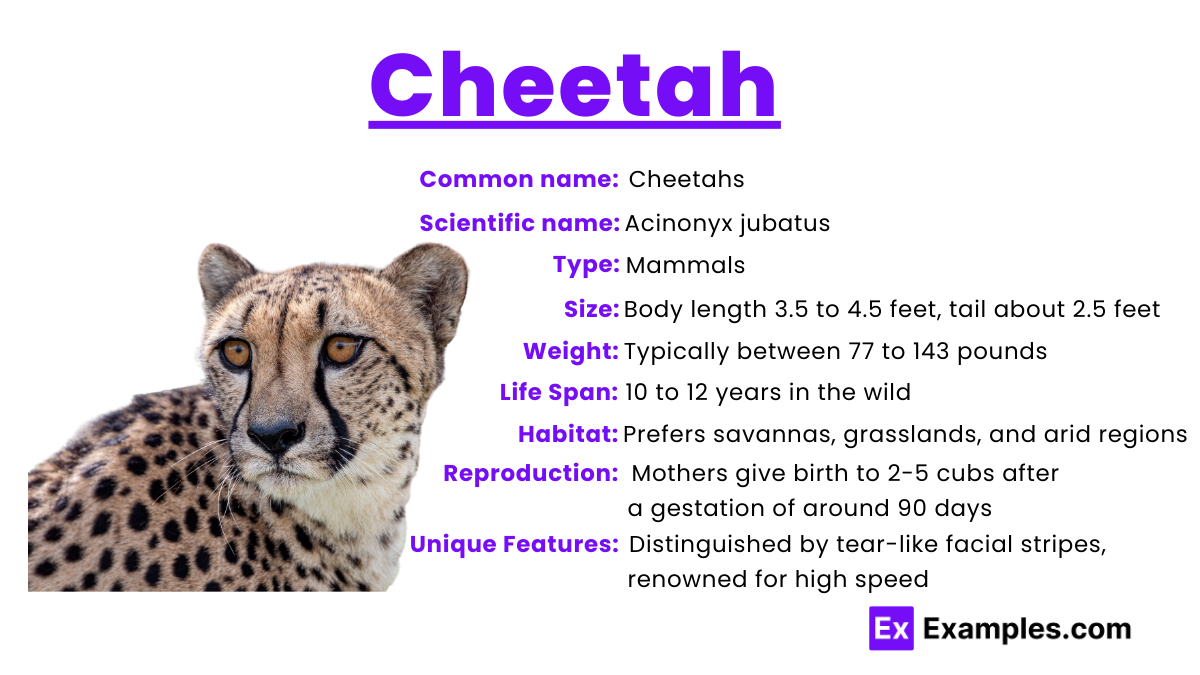 Cheetah Description History Lifespan Ecology More