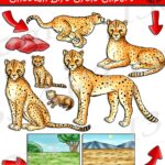 Cheetah Life Cycle Clipart Set Download Clipart 4 School