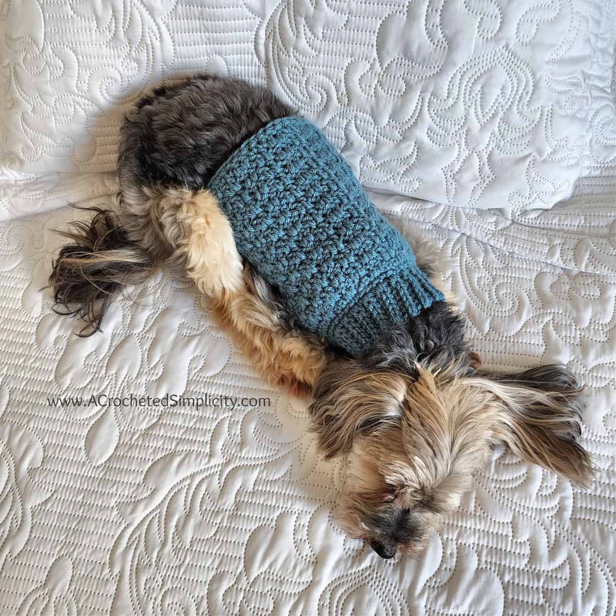 Chewy s Crochet Dog Sweater Free Crochet Pattern For Pets A Crocheted Simplicity