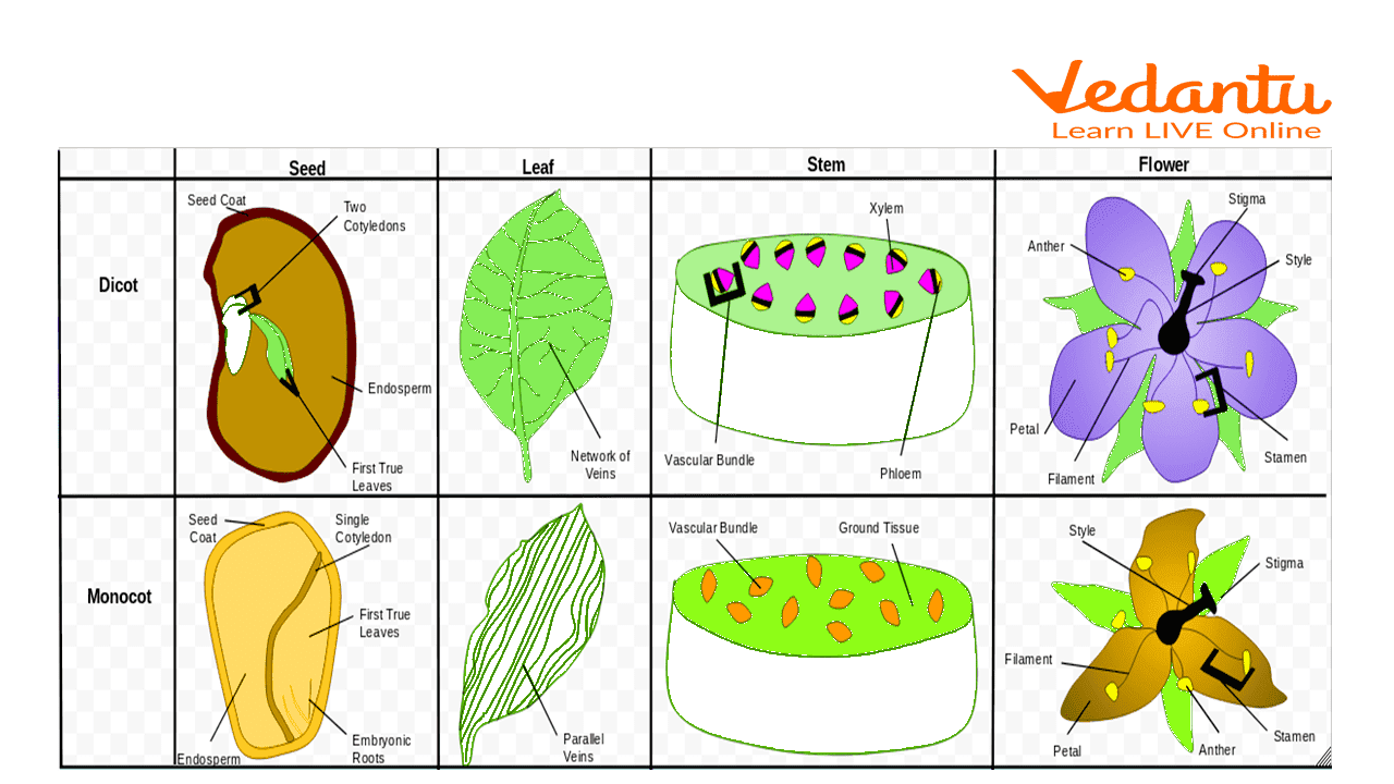 Class 9 Biology Study The Life Cycle Of Mosquito Experiment