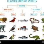 Classification Of Animals Reptiles Amphibians Mammals Birds Crocodile Fish Lion Whale Snake Frog Education Diagram Of Biology Engraved Hand Drawn Old Vintage Sketch Chart Of Wild Creatures Stock Vector Image Art