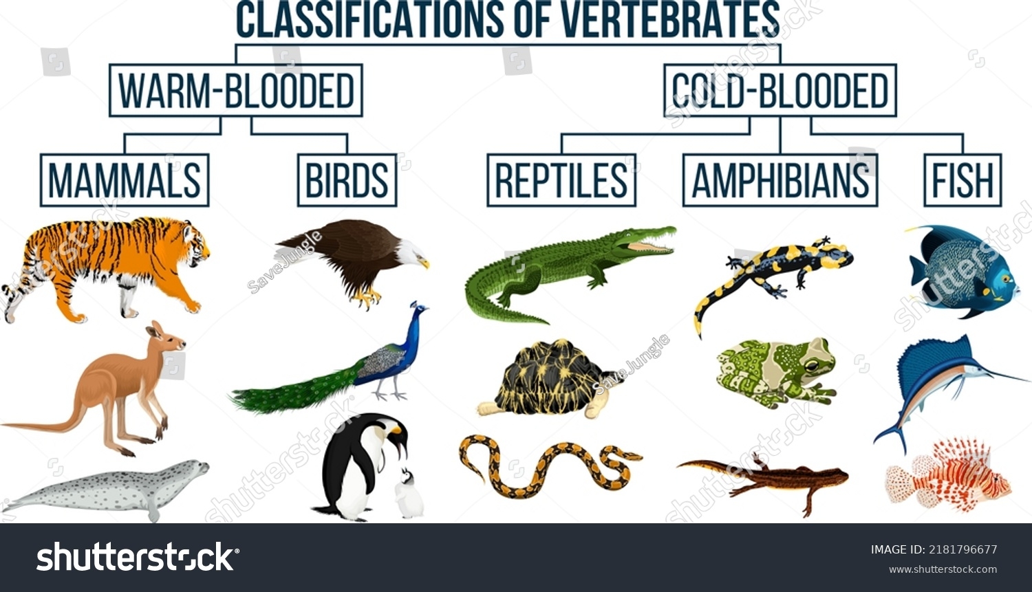 Classification Vertebrates Animals Mammals Birds Reptiles Stock Vector Royalty Free 2181796677 Shutterstock